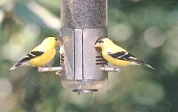 Finches at the Birdfeeder